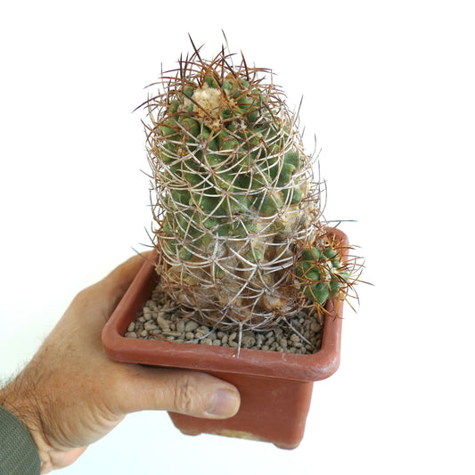 鉢植えの密集した茶色い棘と緑色の乳頭状の茎を持つコピアポア・ソラリスのサボテン