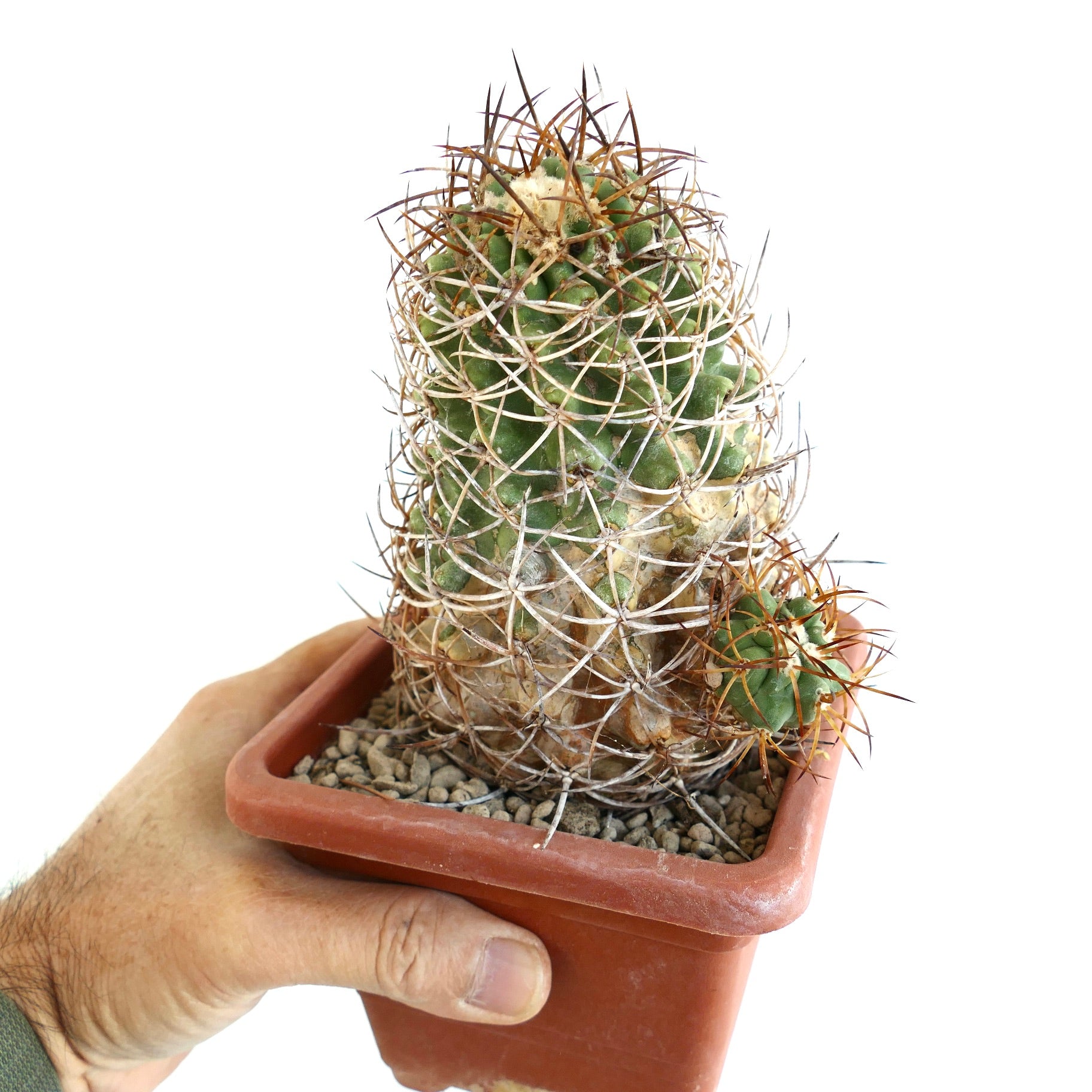 テラコッタ鉢に入った、密集した長いトゲと小さなオフセットを持つコピアポア・ソラリスのサボテン