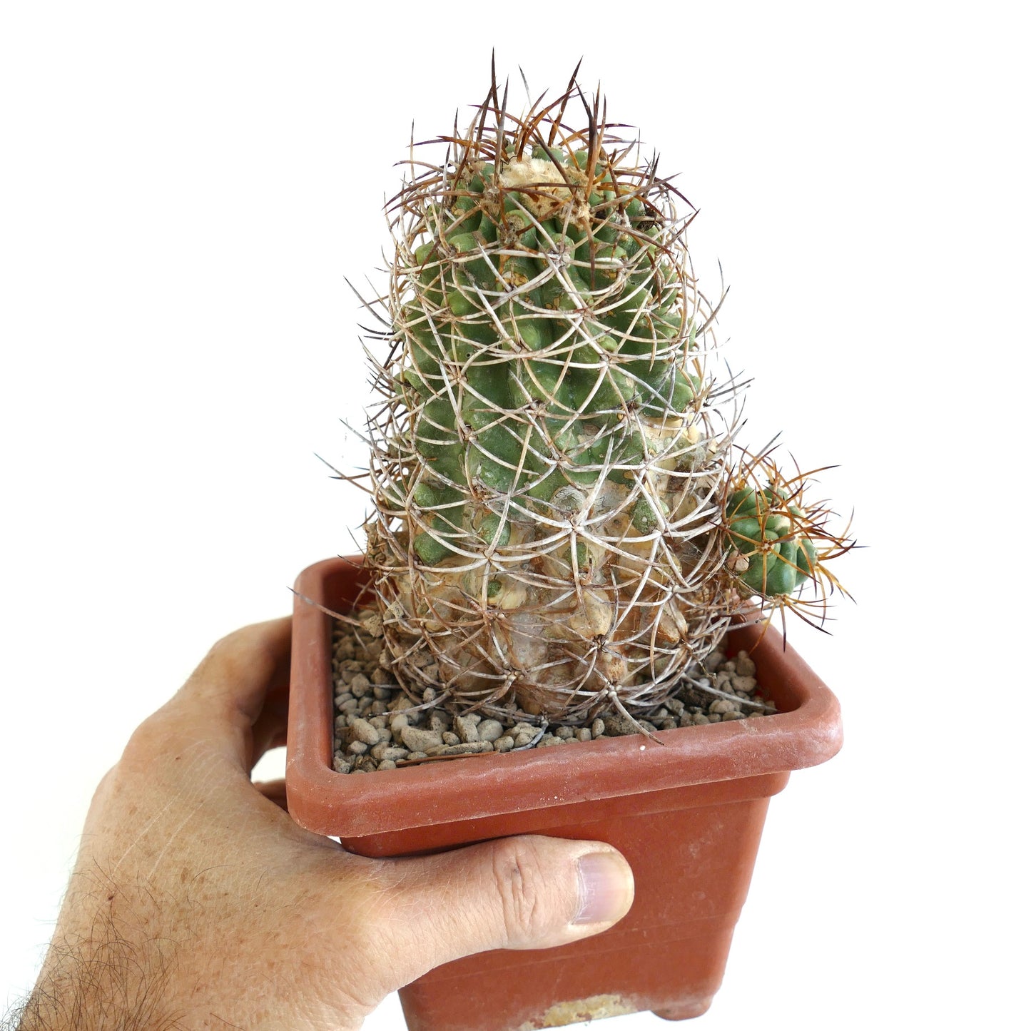 コピアポア・ソラリス サボテン（密集したとげ、小さな子株付き、テラコッタ鉢入り）