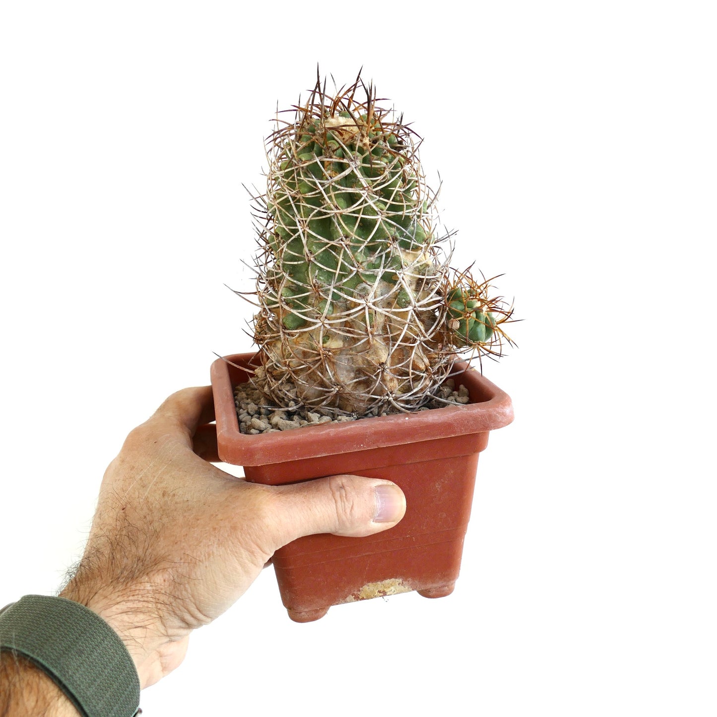 コピアポア・ソラリス 希少サボテン 茶色い密集した棘と緑色の乳頭状の体を持つ鉢植え