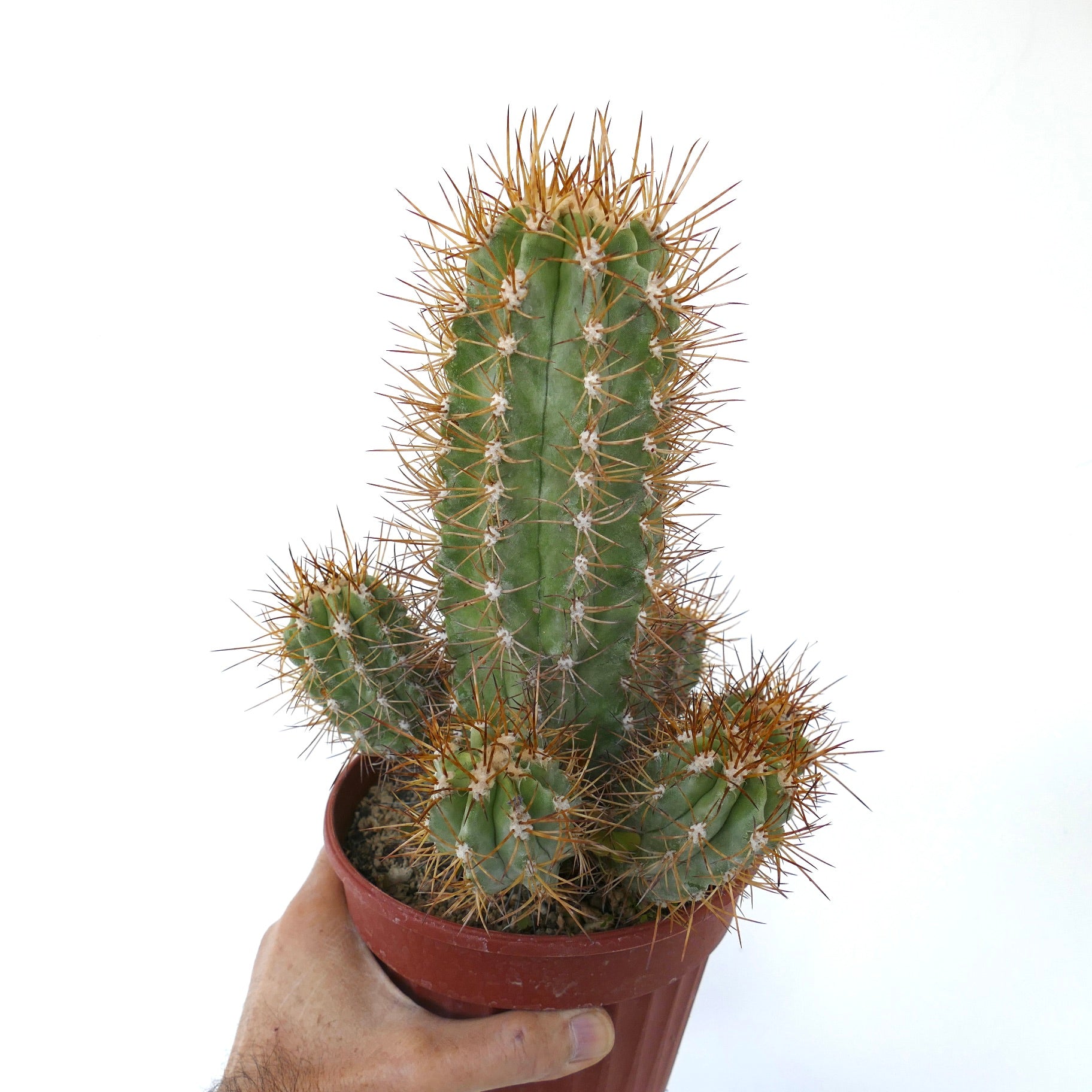 Copiapoa solaris OLD CLUSTER GRAFTED succulent cactus with sharp golden spines in pot