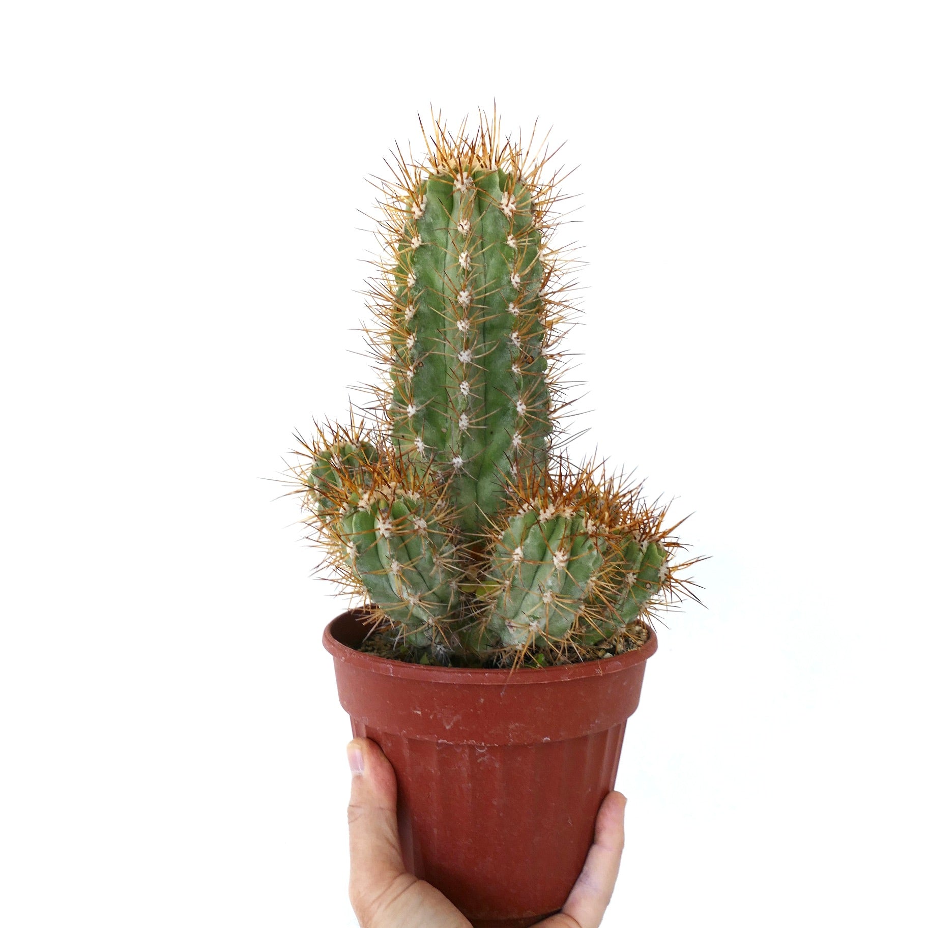 Copiapoa solaris old cluster grafted cactus with sharp golden spines in pot
