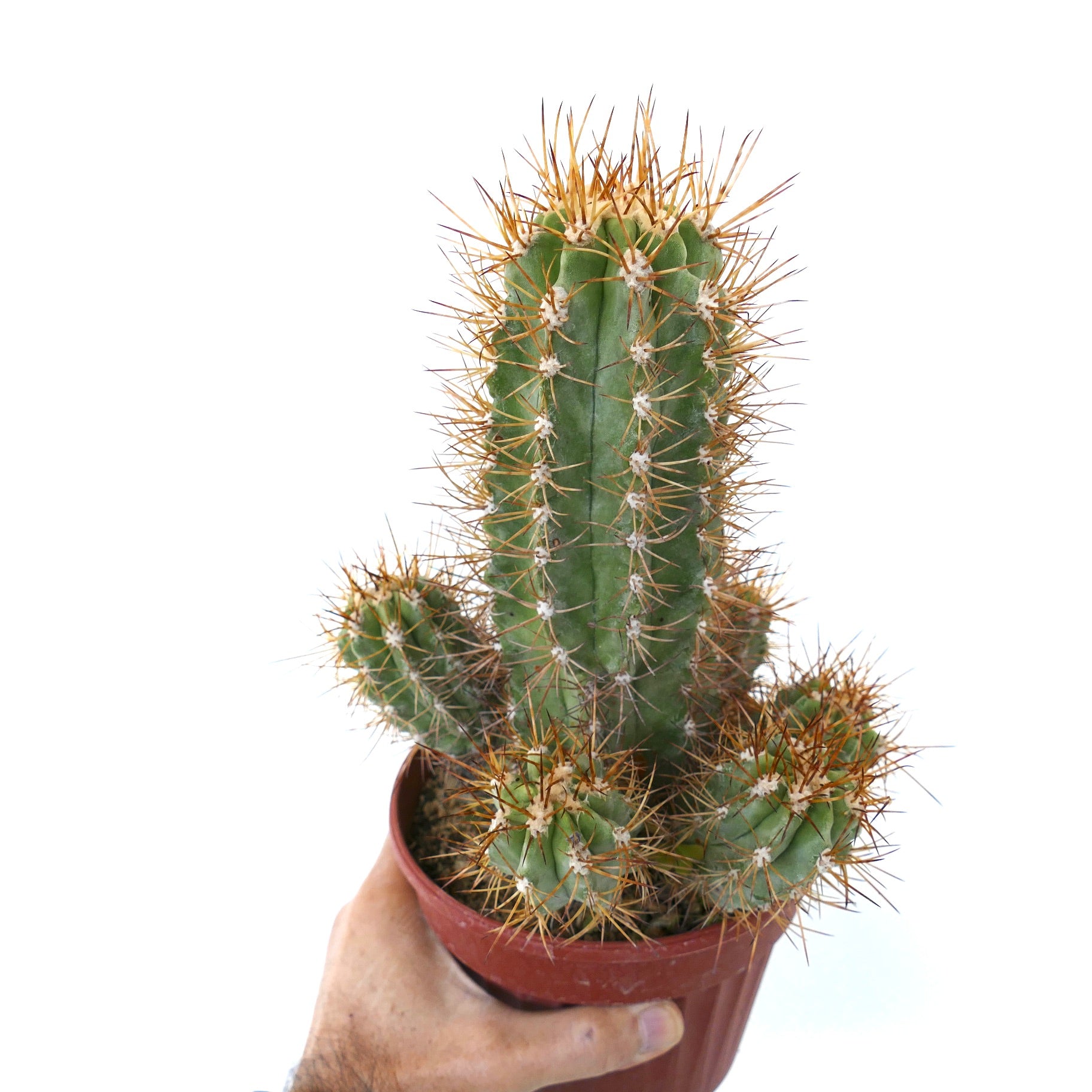 Copiapoa solaris old cluster grafted cactus with sharp golden spines in pot