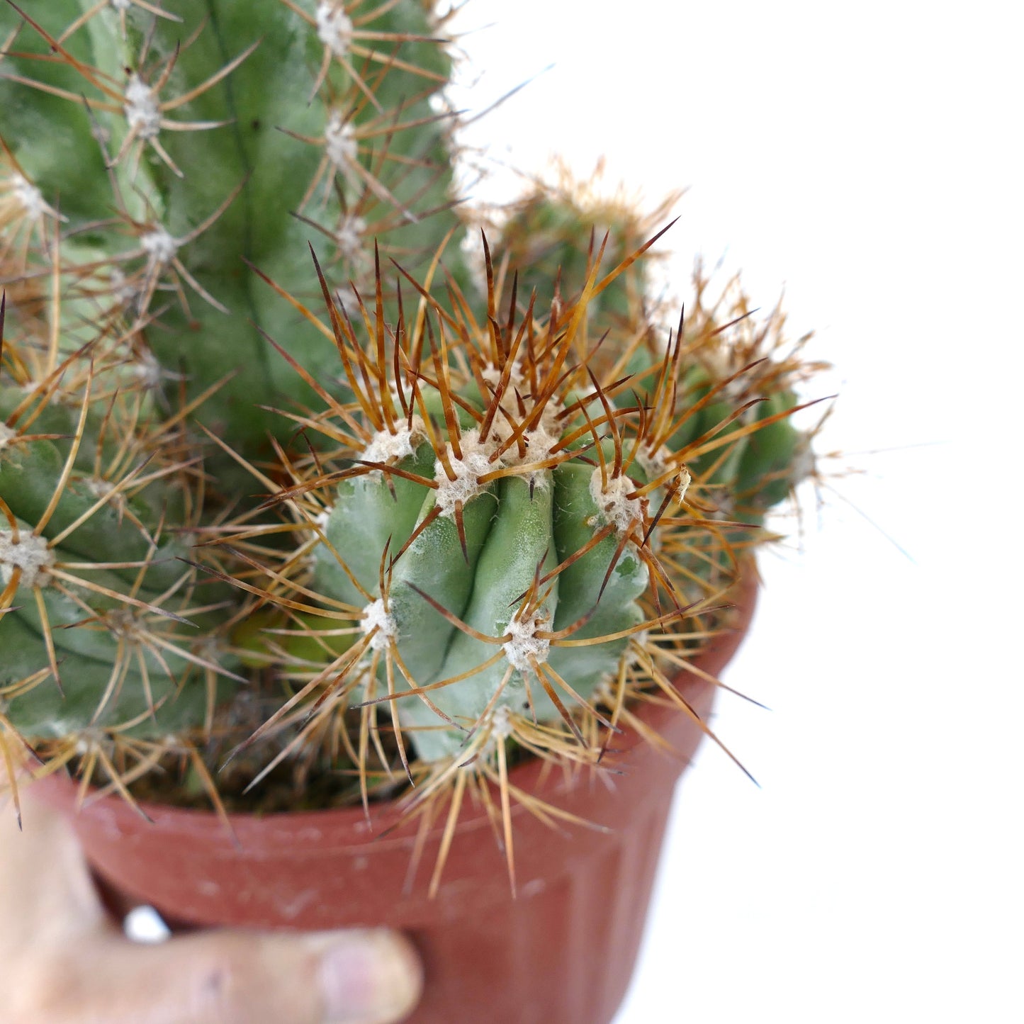 Copiapoa solaris OLD CLUSTER GRAFTED rare cactus with long golden spines in pot