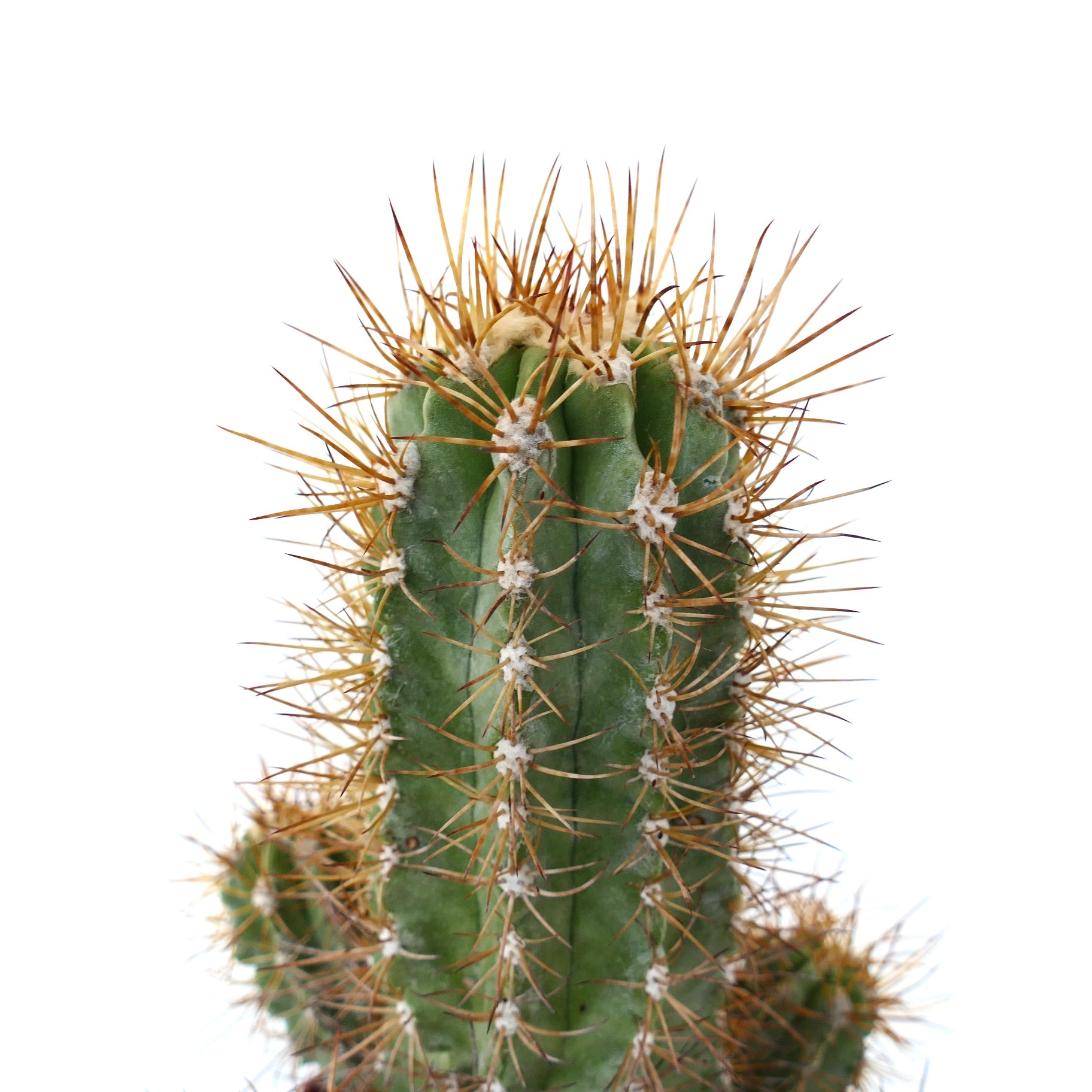 Copiapoa solaris old cluster grafted with sharp golden spines in terracotta pot