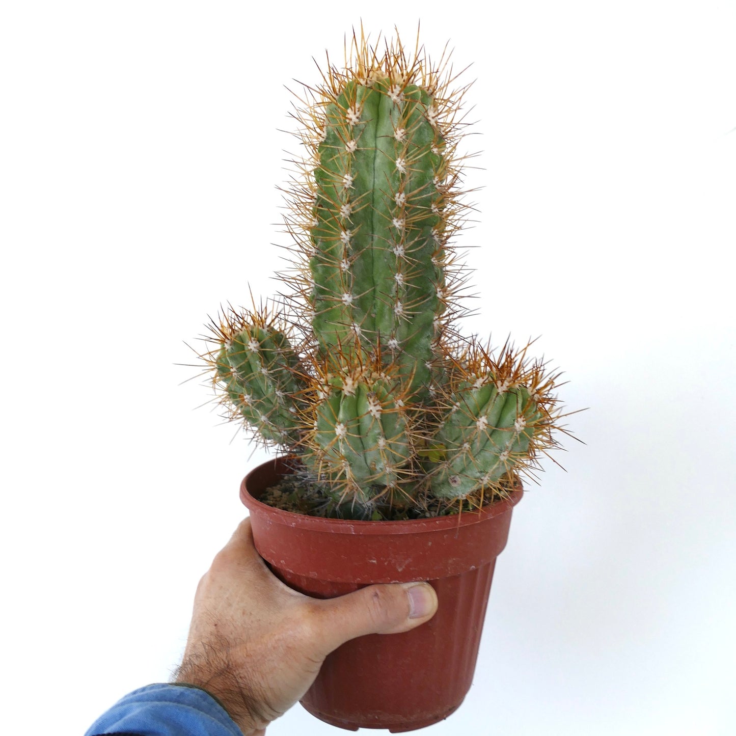 Copiapoa solaris OLD CLUSTER GRAFTED rare succulent cactus with long golden spines