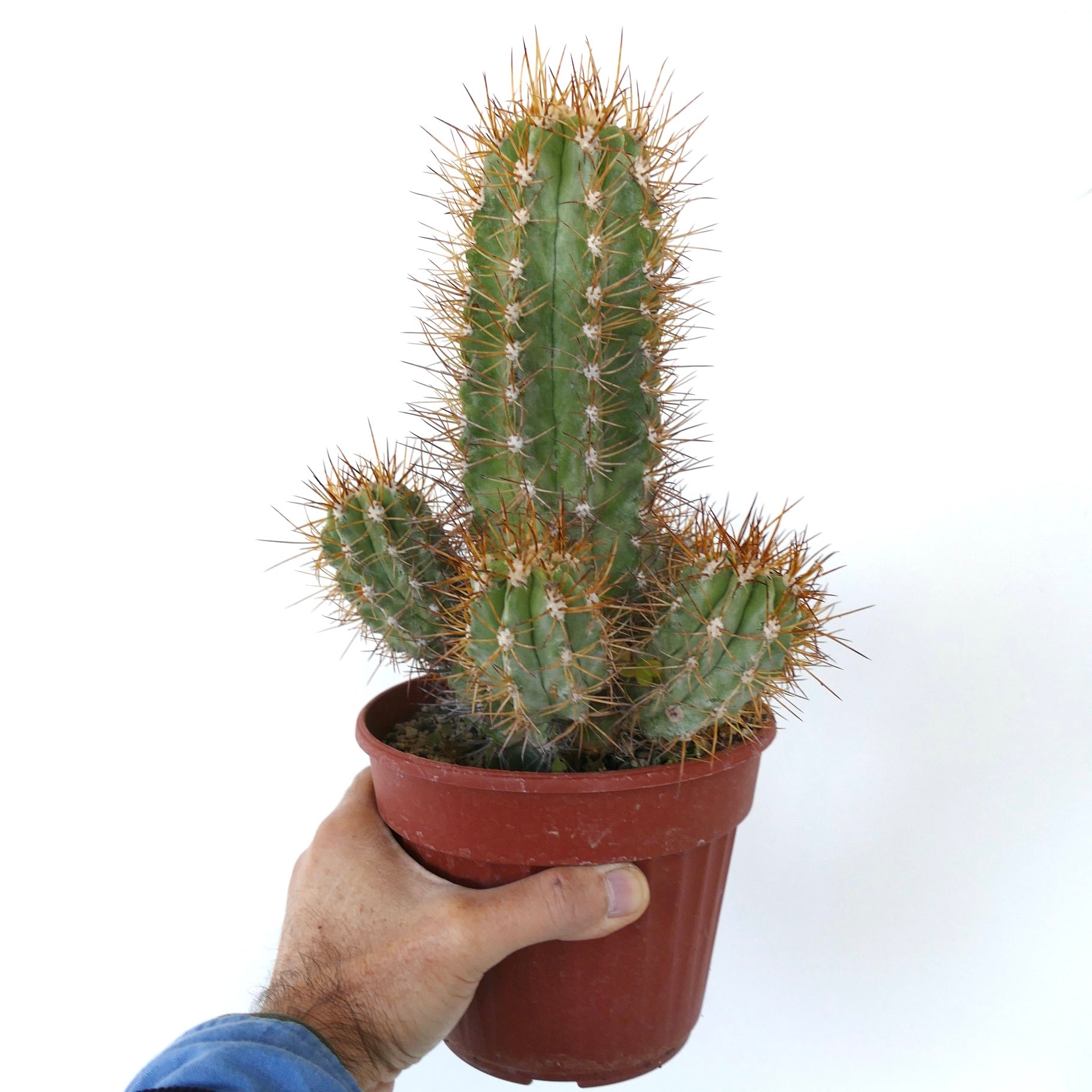 Copiapoa solaris OLD CLUSTER GRAFTED rare succulent cactus with long golden spines