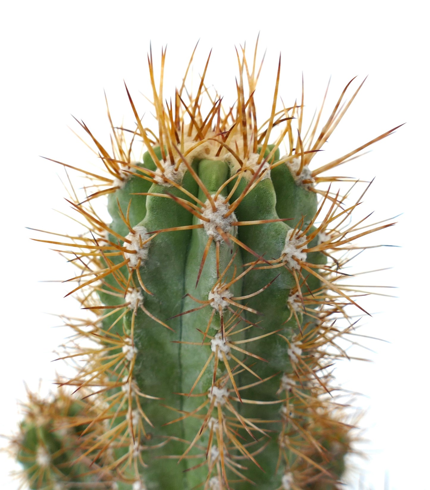 Copiapoa solaris OLD CLUSTER GRAFTED rare succulent cactus with long orange spines