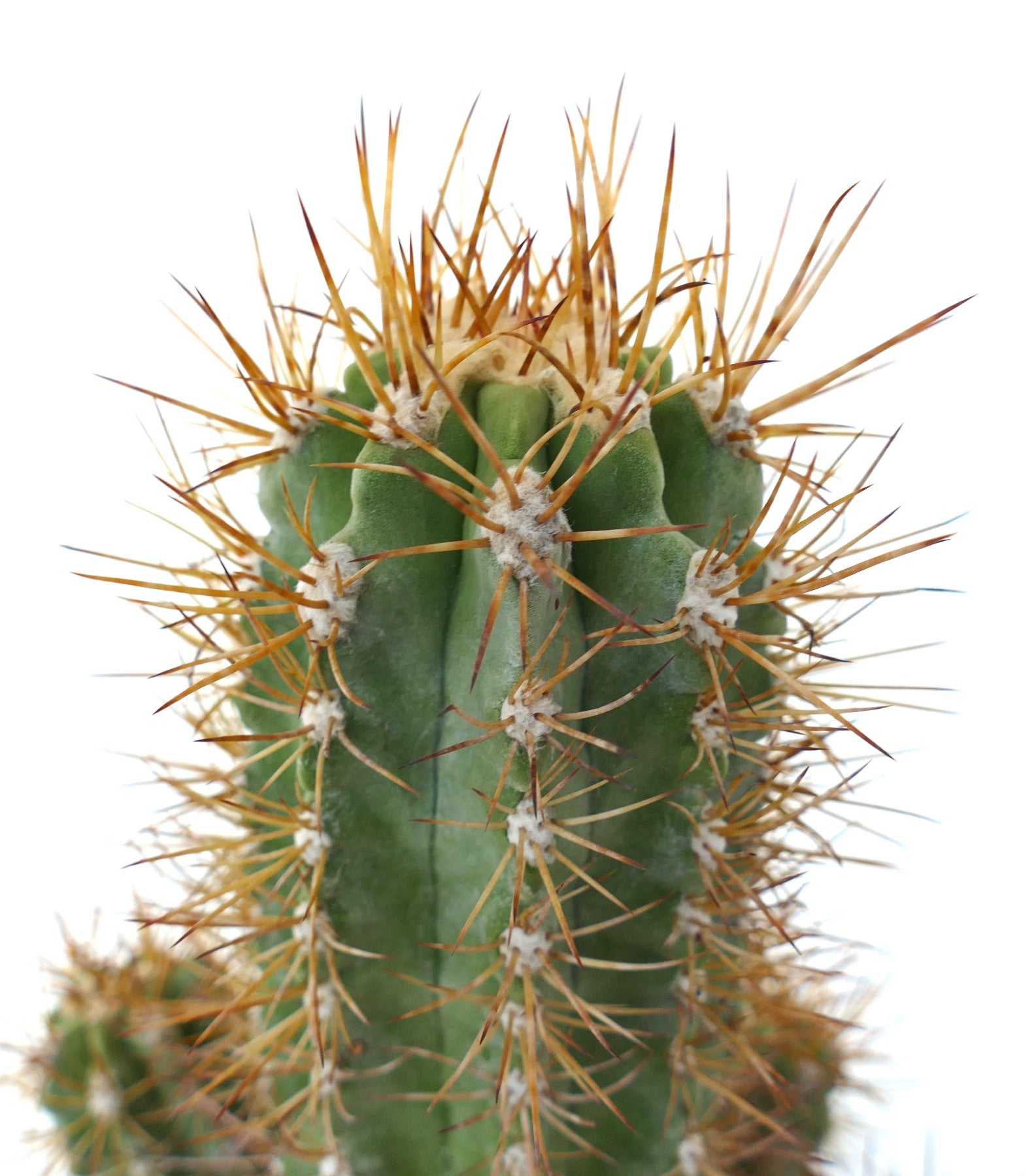Copiapoa solaris OLD CLUSTER GRAFTED rare succulent cactus with long orange spines