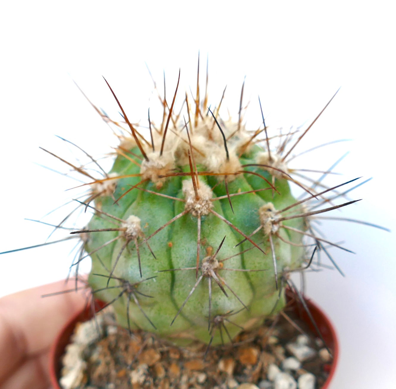Close-up of Copiapoa solaris cactus with round ribbed green body, clusters of long brown spines, and woolly areoles at the crown.