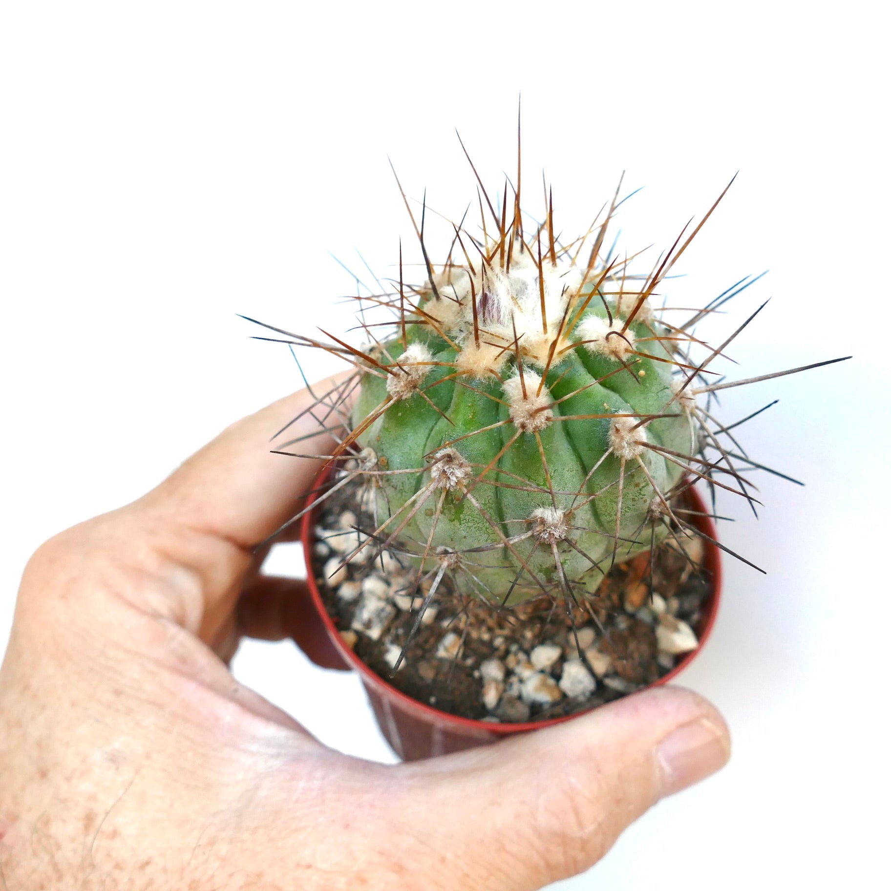 Potted Copiapoa solaris cactus held in hand, showing its spherical ribbed form with dense brown spines and white wool at the top.