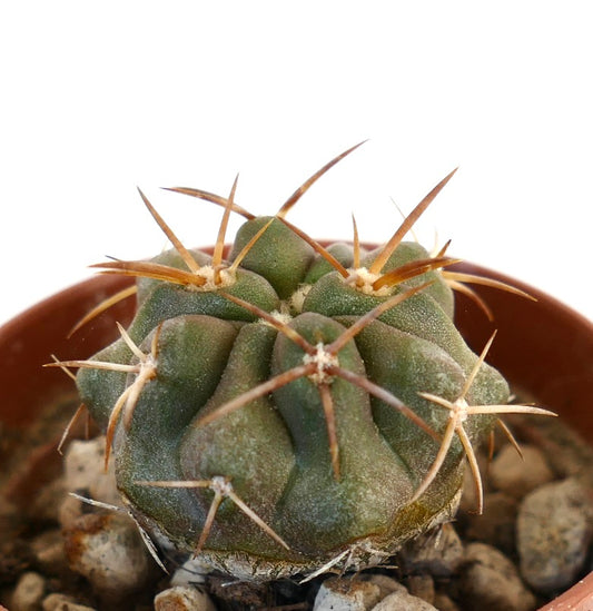 Copiapoa solaris pequeno cacto suculento com costelas verdes grossas e longas espinhas castanhas