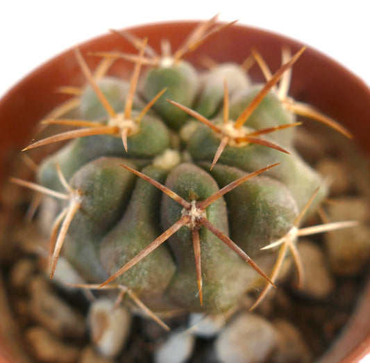 Copiapoa solaris pequeno cacto suculento com costelas verdes grossas e longos espinhos castanhos em vaso