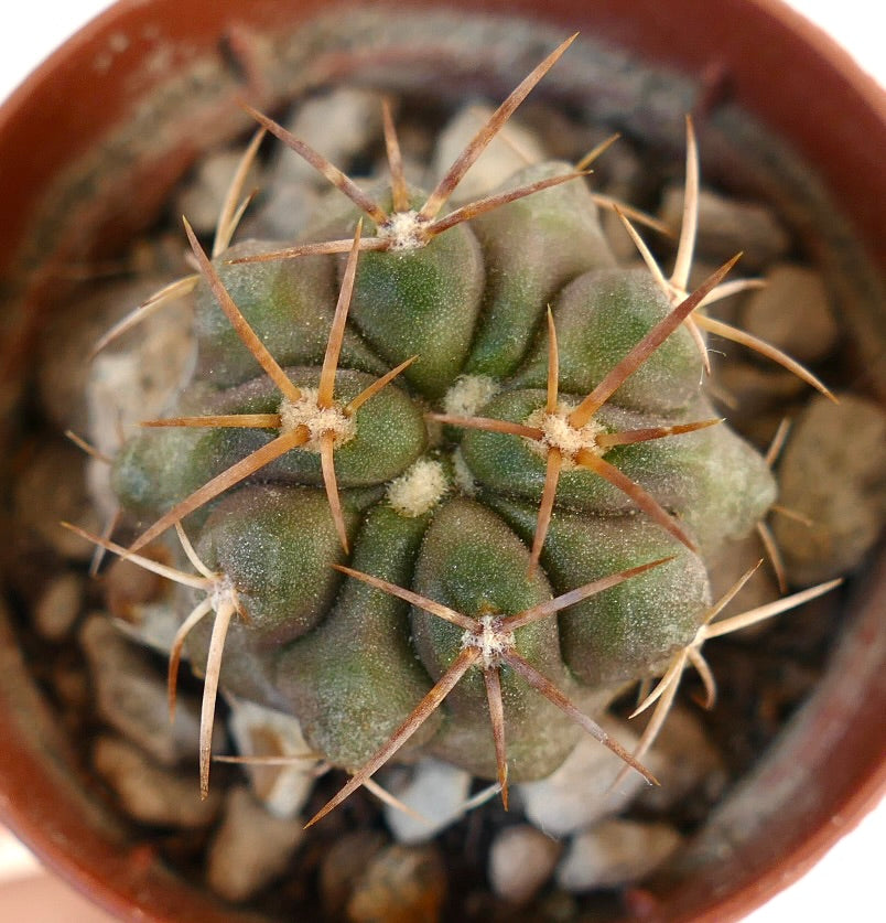 コピアポア　ソラリス　現地球① コピアポア・ソラリス | Botanical Archive | ユニークなサボテン種