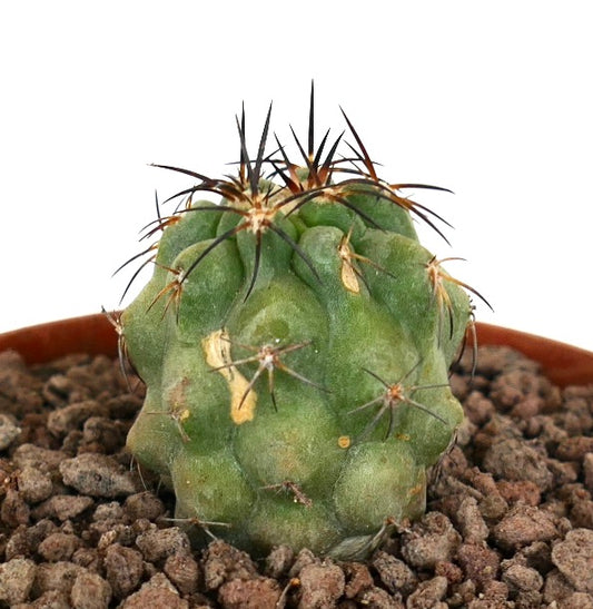 Copiapoa solaris small succulent cactus with thick ribs and dark spines in pot
