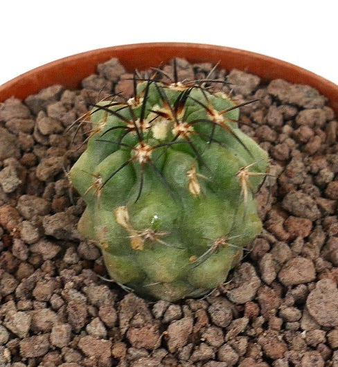 Copiapoa solaris liten grønn kaktus med fremtredende svarte pigger i steinete jord