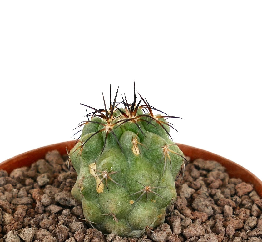 Copiapoa solaris liten grønn kaktus med lange mørke pigger i potte med steinete jord