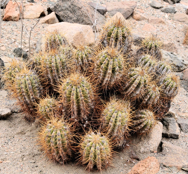 Copiapoasolaris_BlancoEncalada