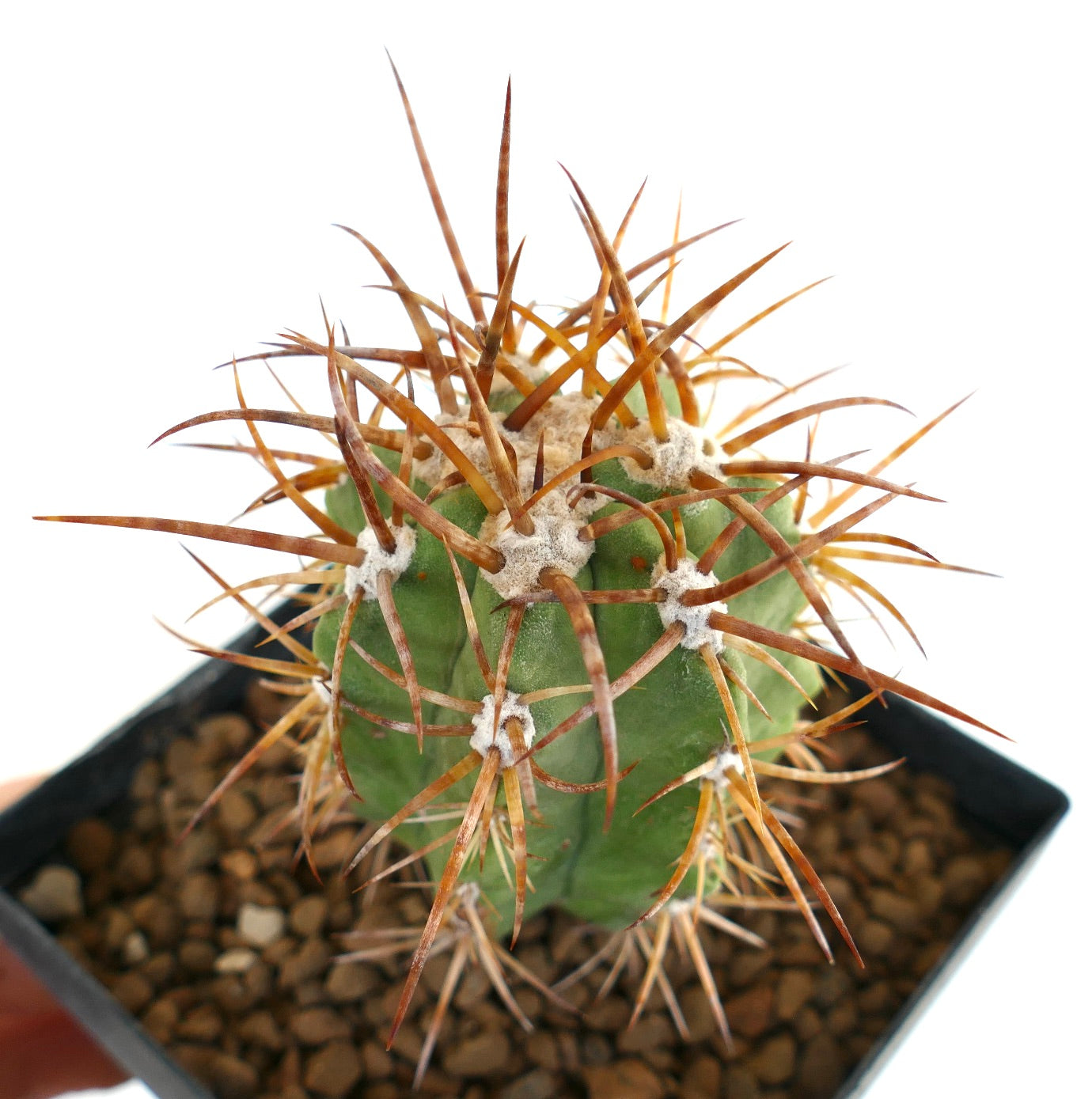 コピアポア・ソラリス | Botanical Archive | ユニークな多肉植物セール