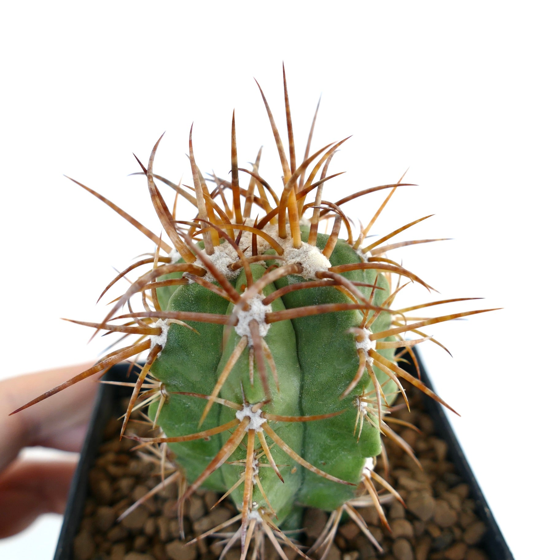 Copiapoa solaris green cactus with long brown spines and white areoles in small pot
