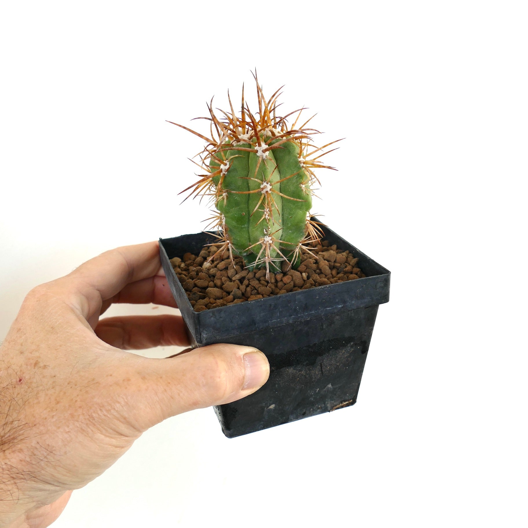 Copiapoa solaris small green cactus with long brown spines in black pot held by hand