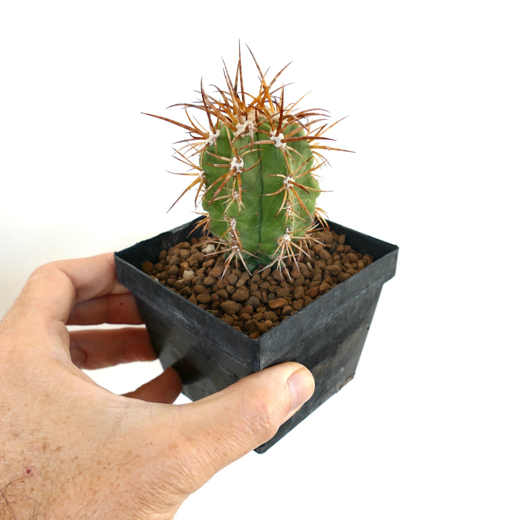 コピアポア・ソラリス | Botanical Archive | ユニークな多肉植物セール