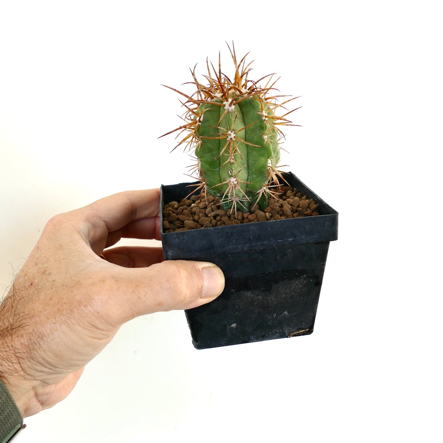 Copiapoa solaris small green cactus with long brown spines in black pot held by hand