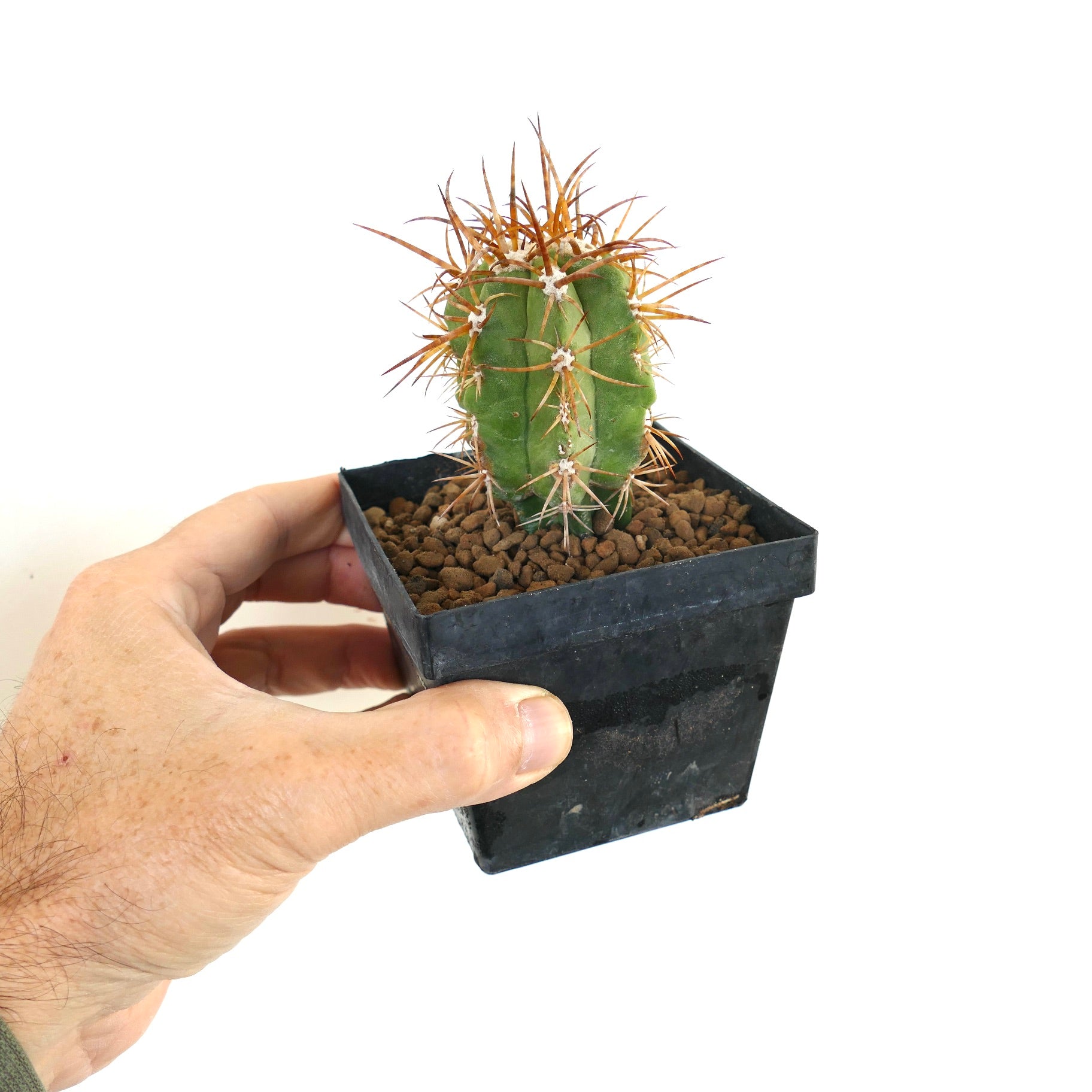 コピアポア・ソラリス | Botanical Archive | ユニークな多肉植物セール