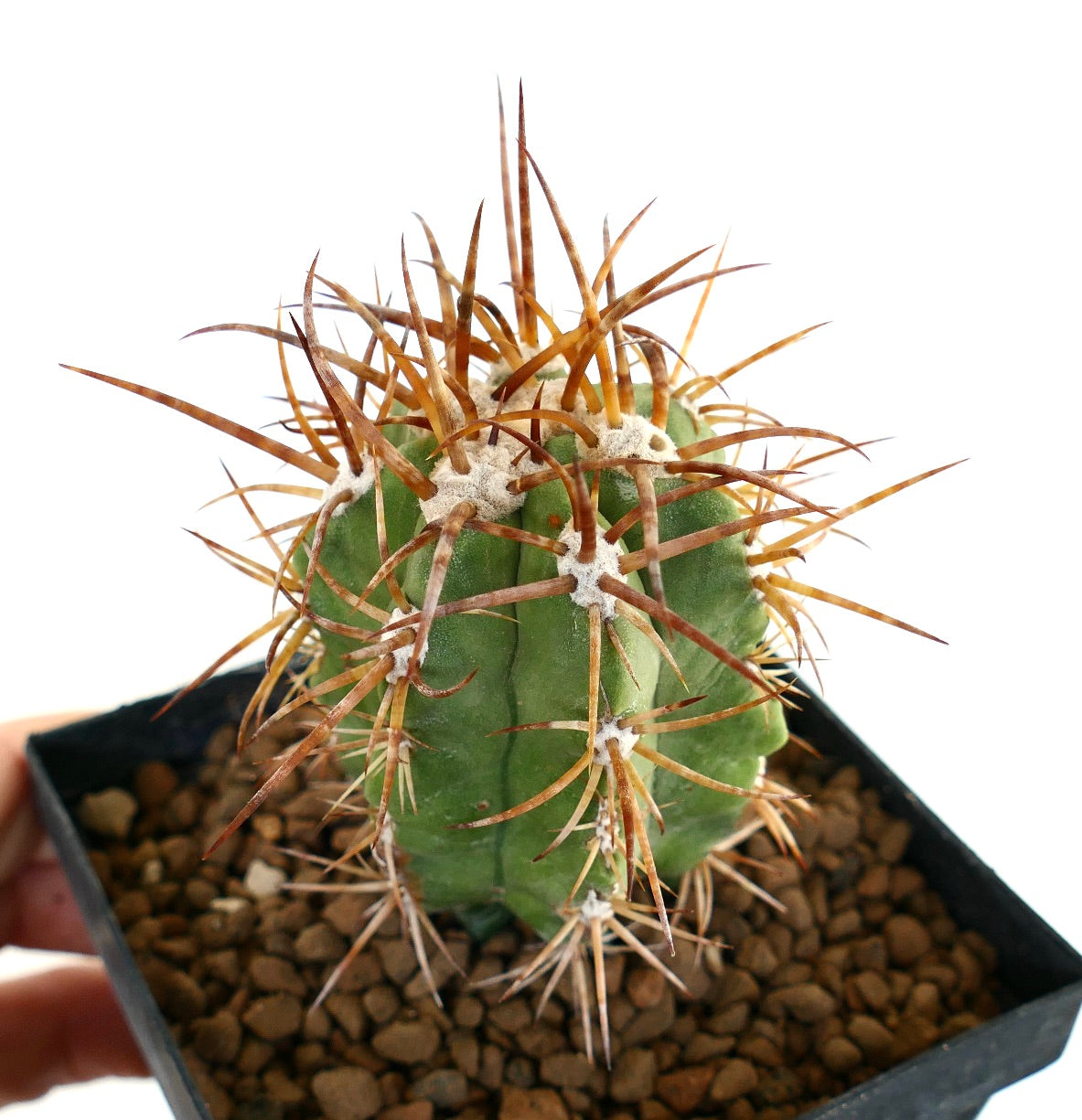 Copiapoa solaris cactus with thick brown spines and green ribbed succulent body in pot