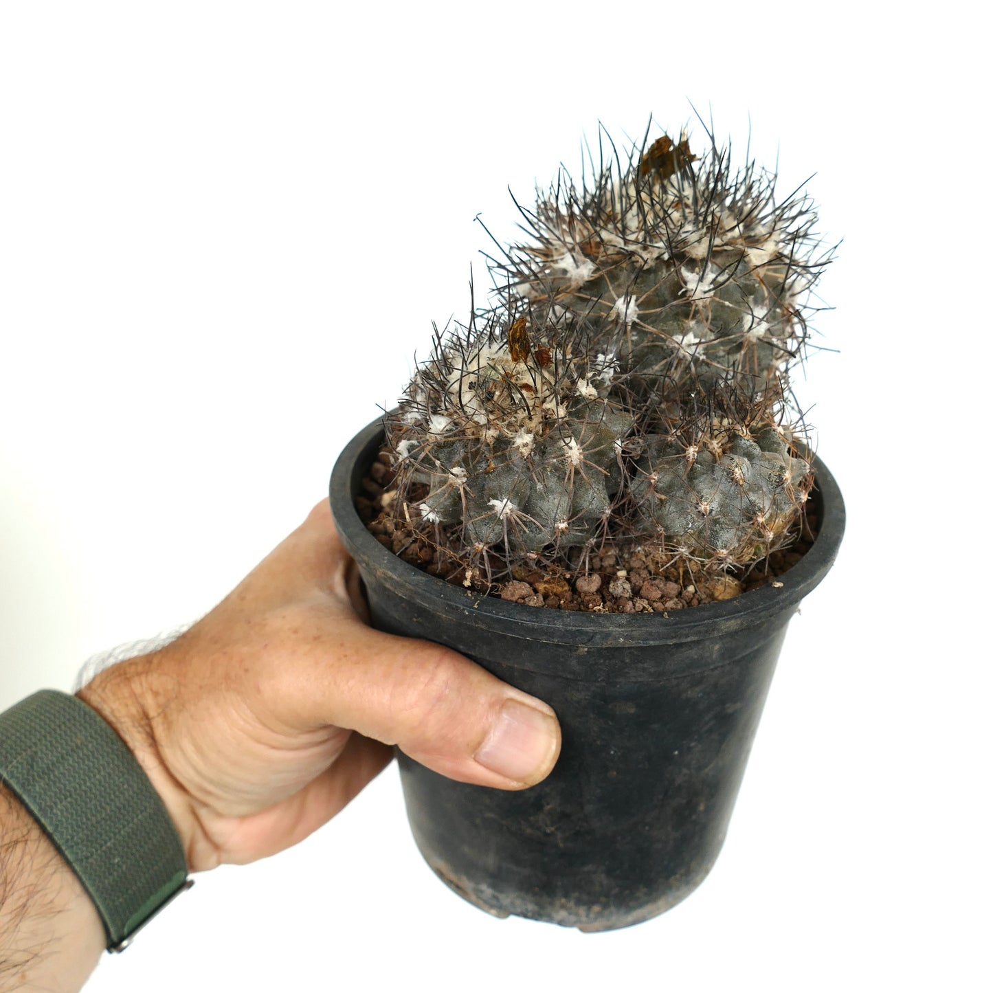 Copiapoa sp. FR261 3A