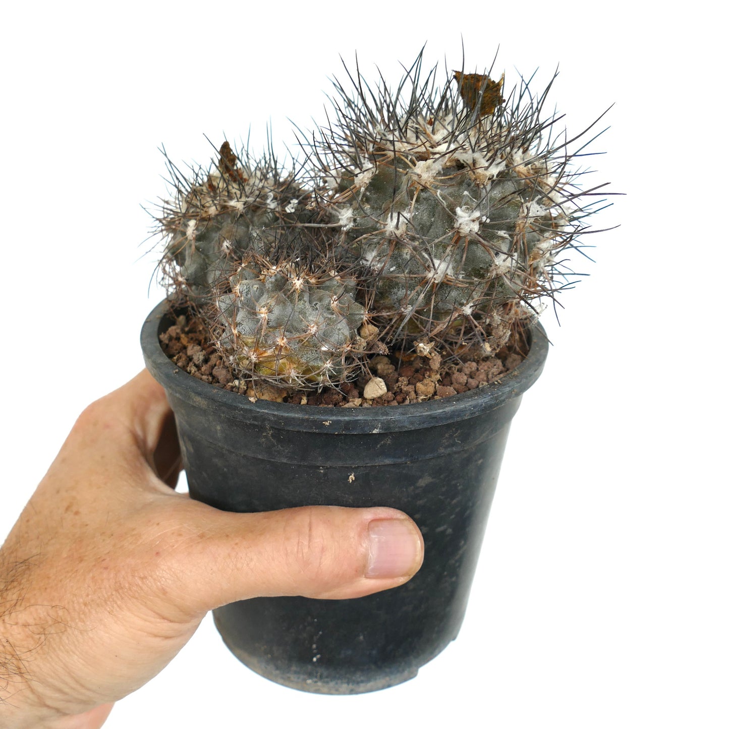 Copiapoa sp. FR261 3A