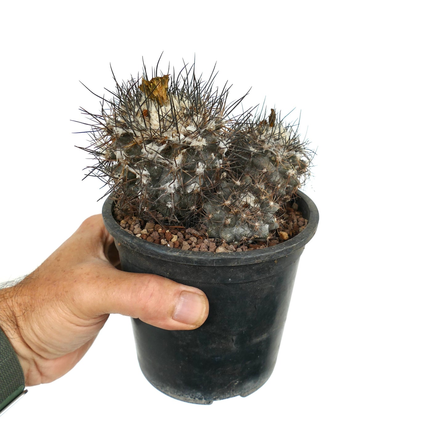 Copiapoa sp. FR261 3A