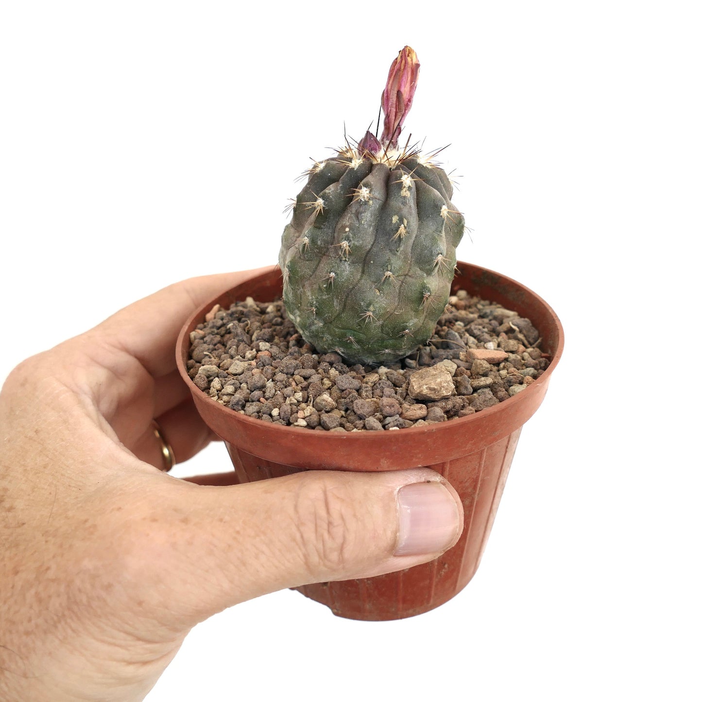 Copiapoa superba J9T2