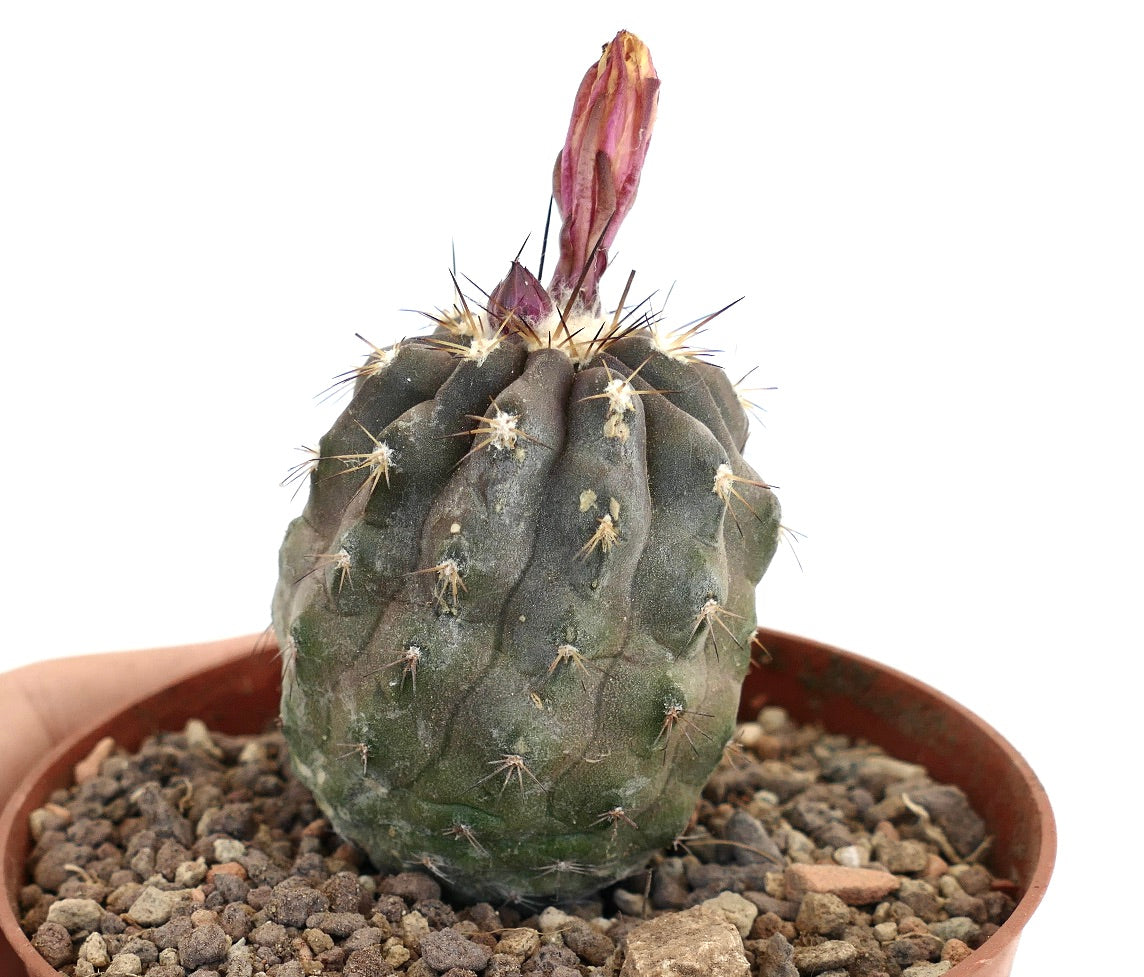 Copiapoa superba J9T2