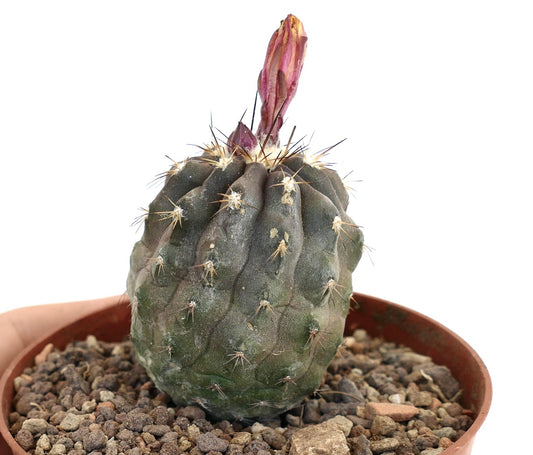 Copiapoa superba J9T2