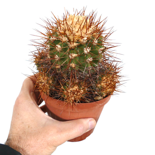 Copiapoa superba