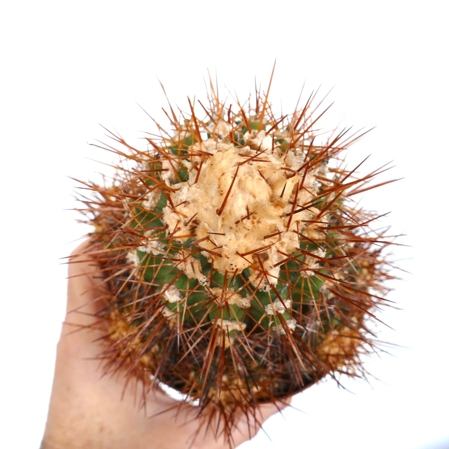 Copiapoa superba