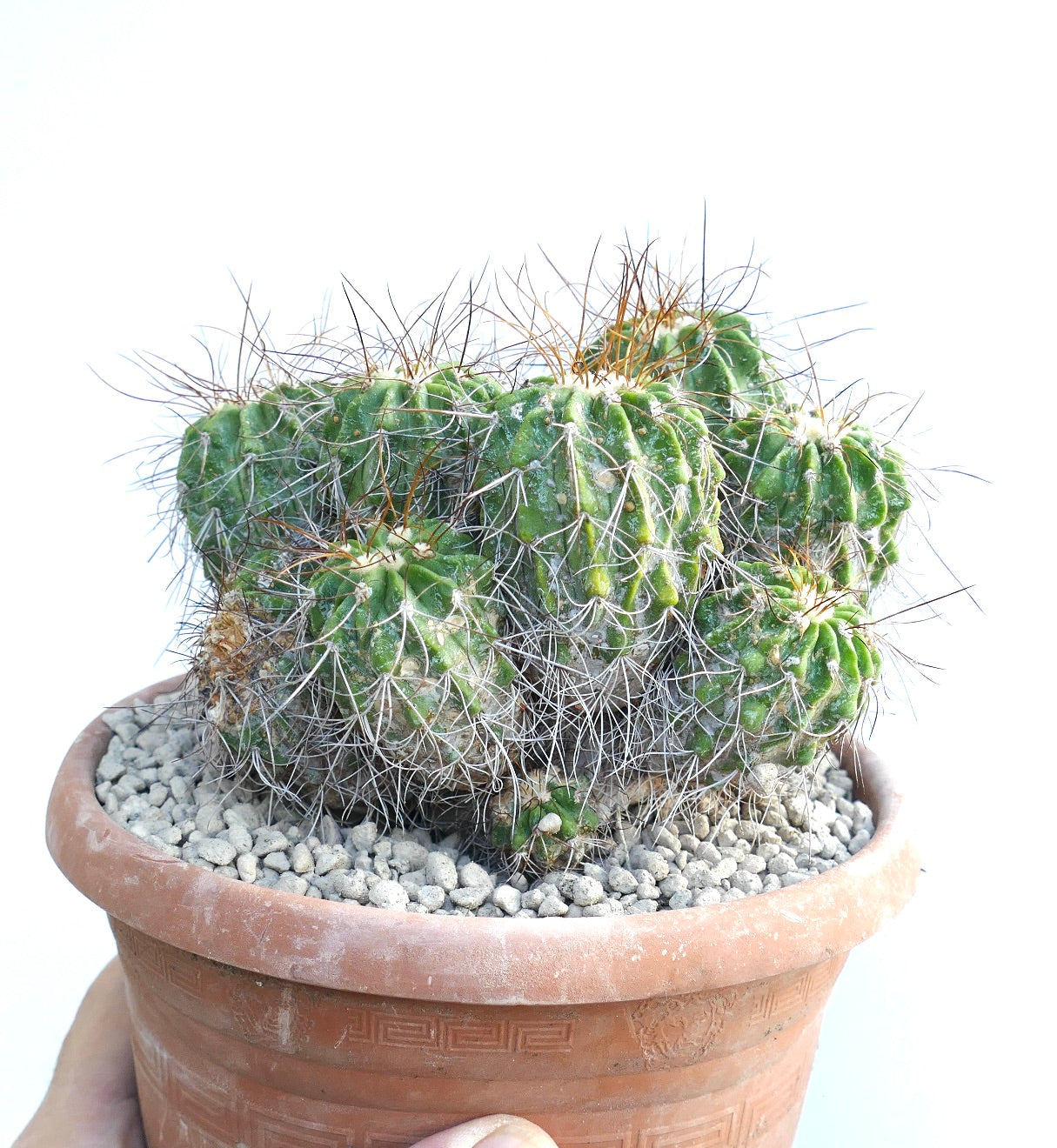 Copiapoa superba cluster multiheads cactus with dense spines in terracotta pot