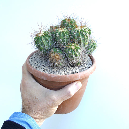 Copiapoa superba cluster multiheads grafted rare succulent cactus with long spines
