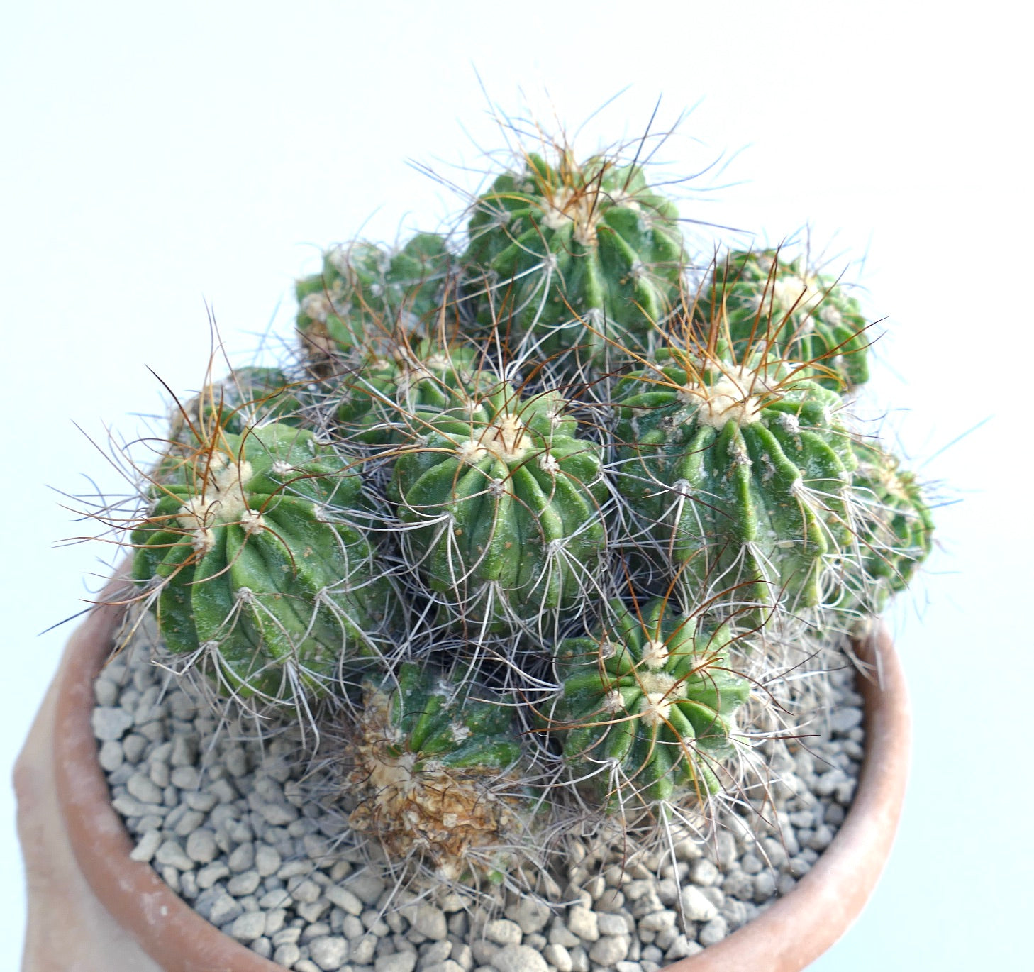 Copiapoa superba cluster multiheads grafted rare succulent cactus specimen in pot