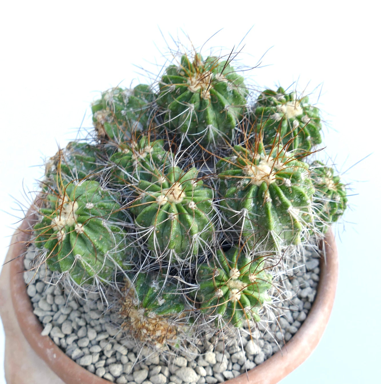 Copiapoa superba cluster multiheads rare succulent cactus with long spines in terracotta pot
