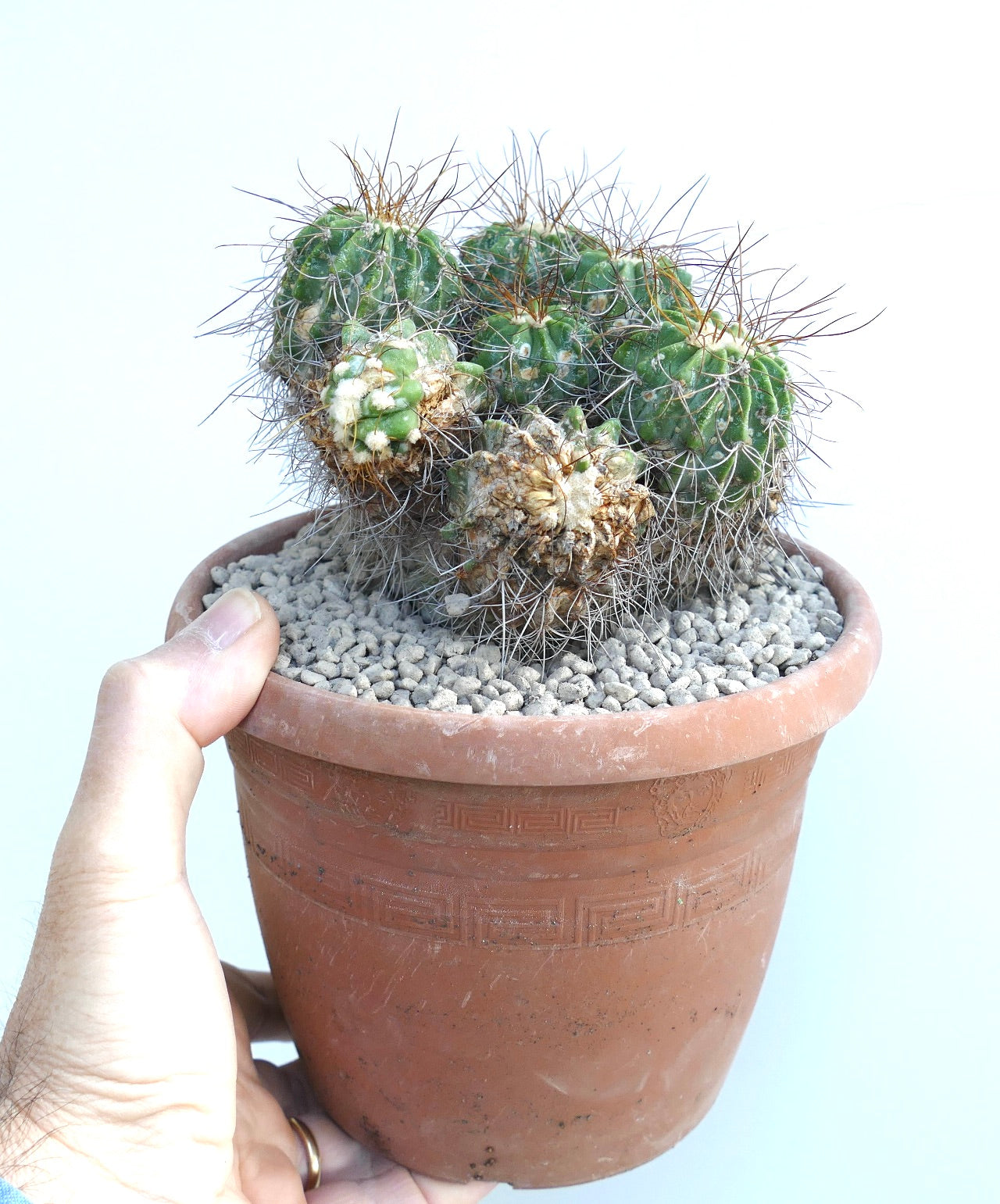 Copiapoa superba cluster multiheads succulent cactus with dense spines in terracotta pot