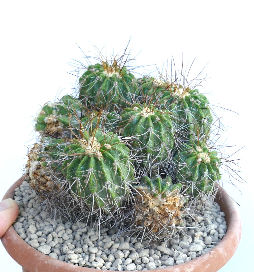 Copiapoa superba cluster multiheads grafted rare succulent cactus with spines