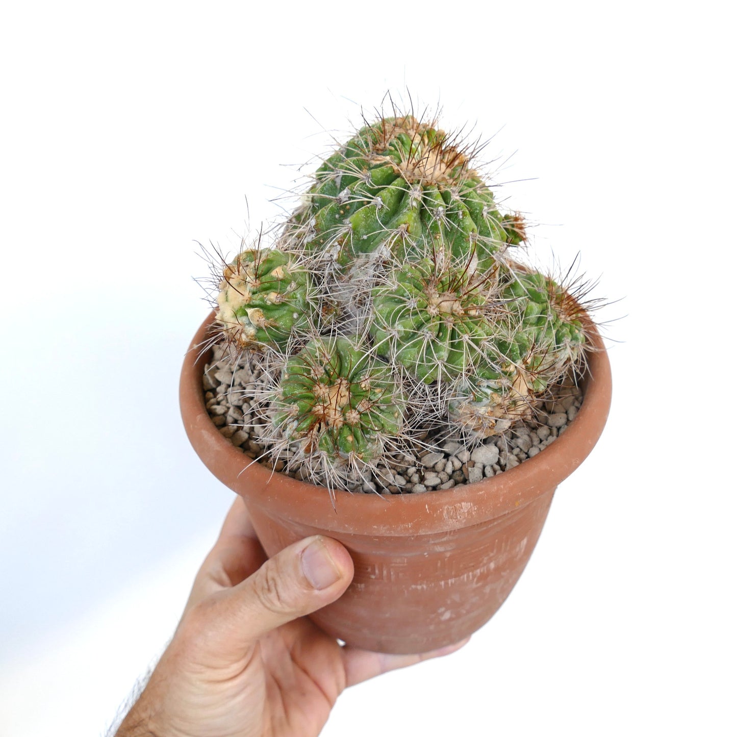 Copiapoa superba CLUSTER grafted rare green cactus with long spines in terracotta pot