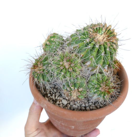 Copiapoa superba CLUSTER rare grafted succulent cactus with spiny green stems in pot