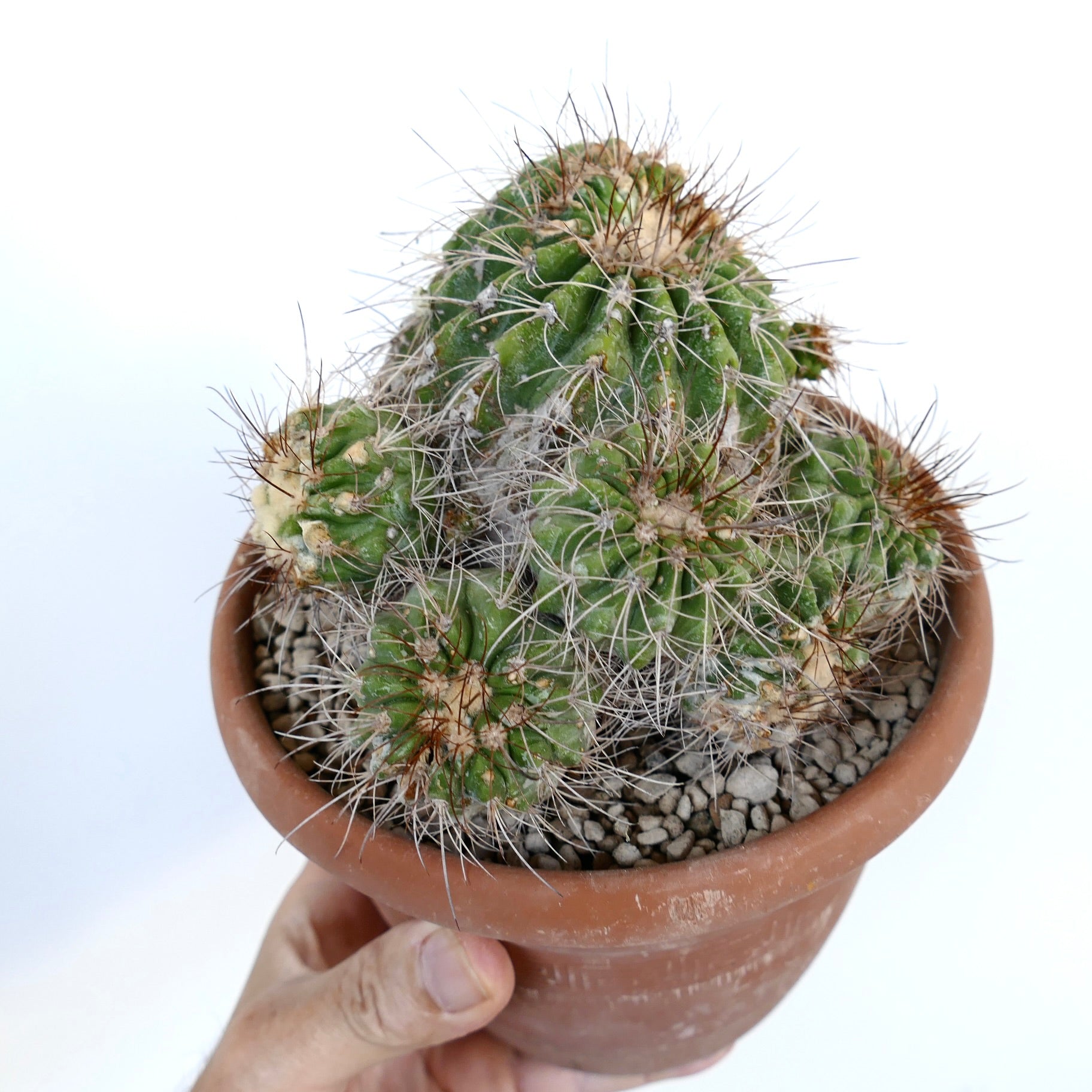 Copiapoa superba CLUSTER rare grafted cactus with spiny green succulent stems in pot