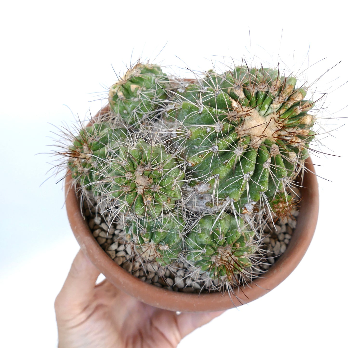 Copiapoa superba CLUSTER rare grafted succulent cactus with spiny green stems in terracotta pot