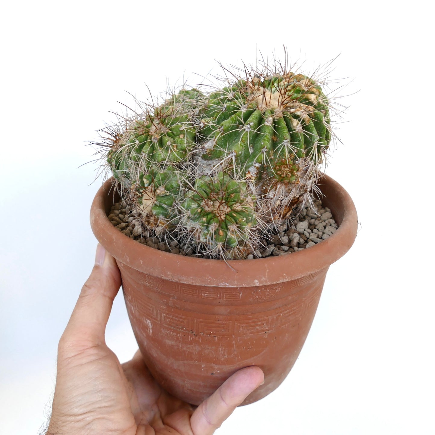 Copiapoa superba CLUSTER rare green cactus with long spines in terracotta pot