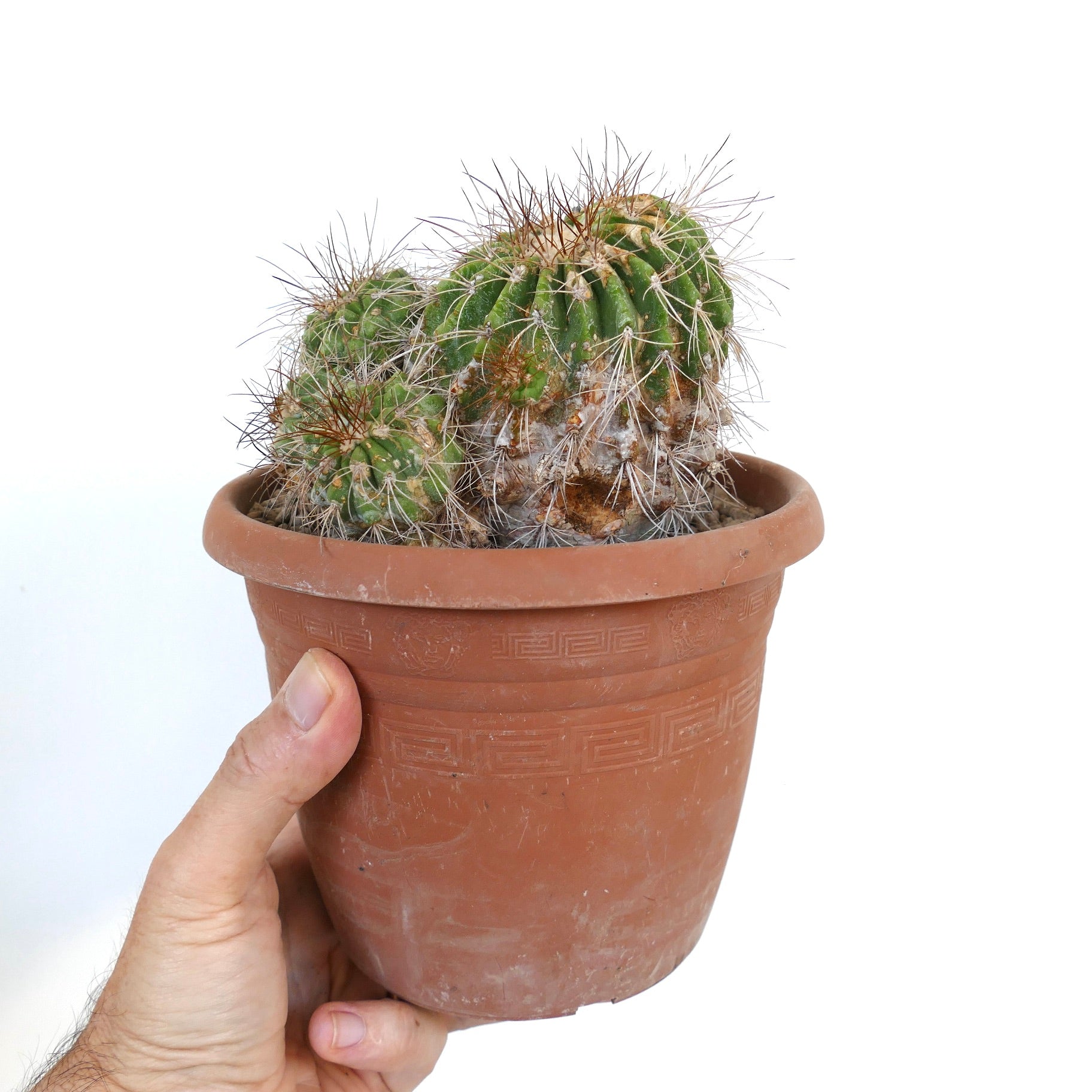 Copiapoa superba CLUSTER rare grafted cactus with dense spines in terracotta pot