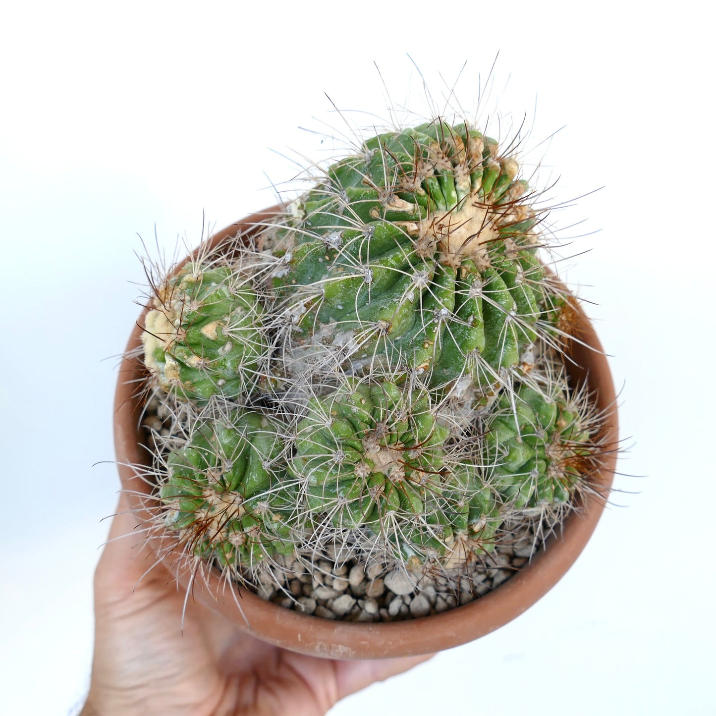 Copiapoa superba CLUSTER rare green succulent cactus with long spines in terracotta pot